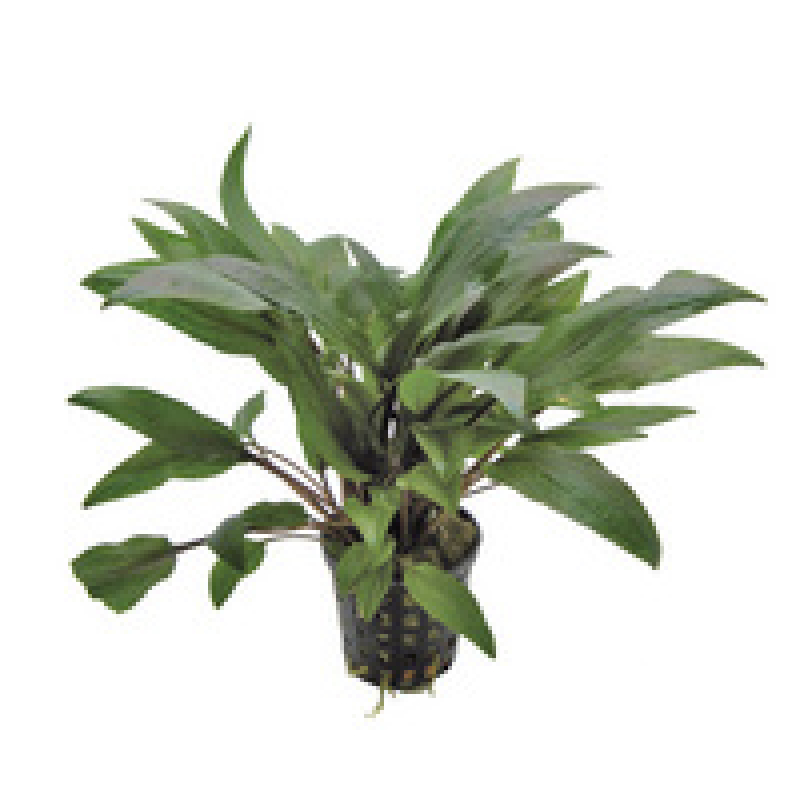 6x Cryptocoryne Undulatus